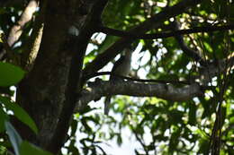 Image of Ceylon Grey-Hornbill