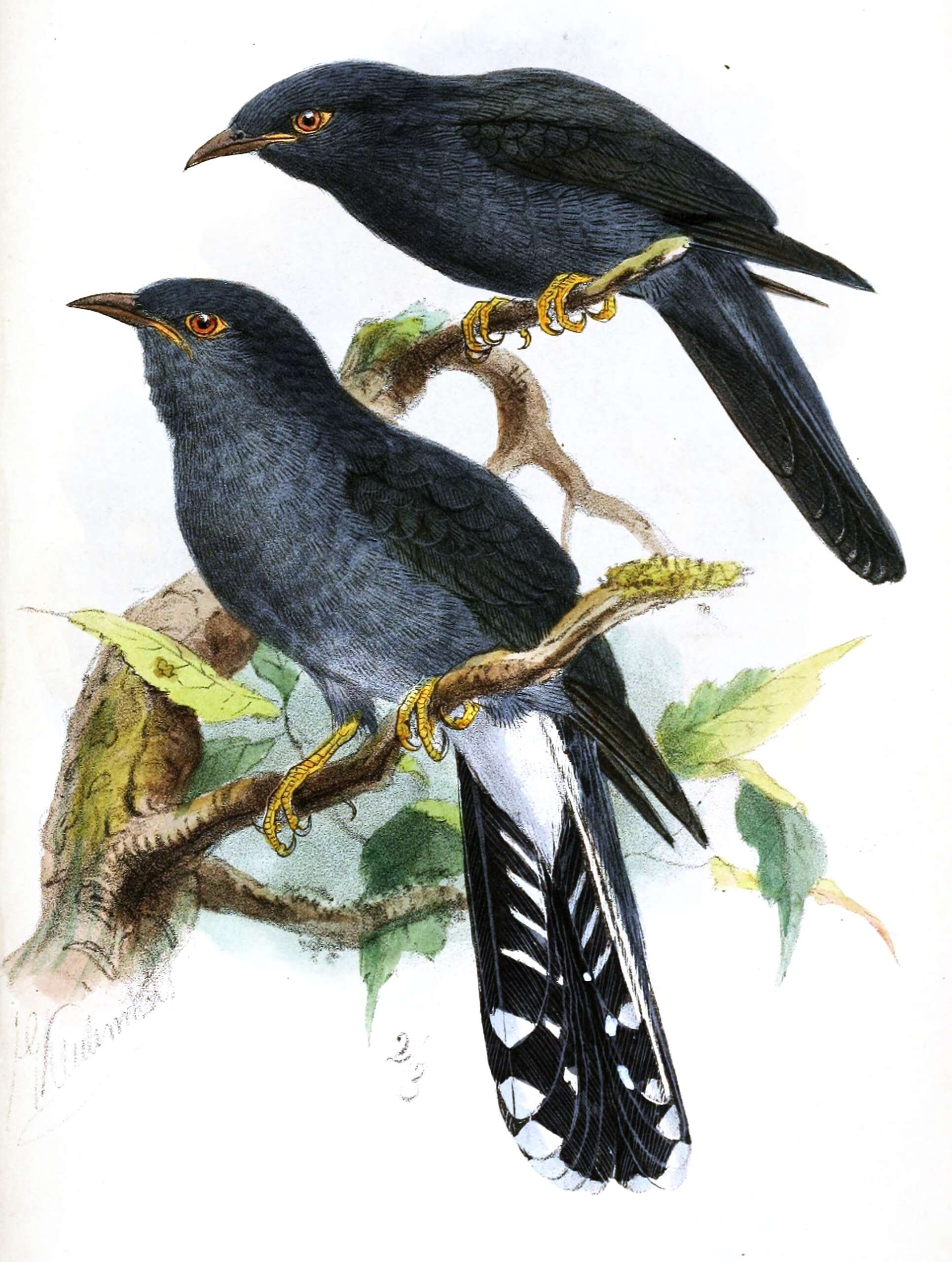 Image of Cacomantis Müller & S 1843