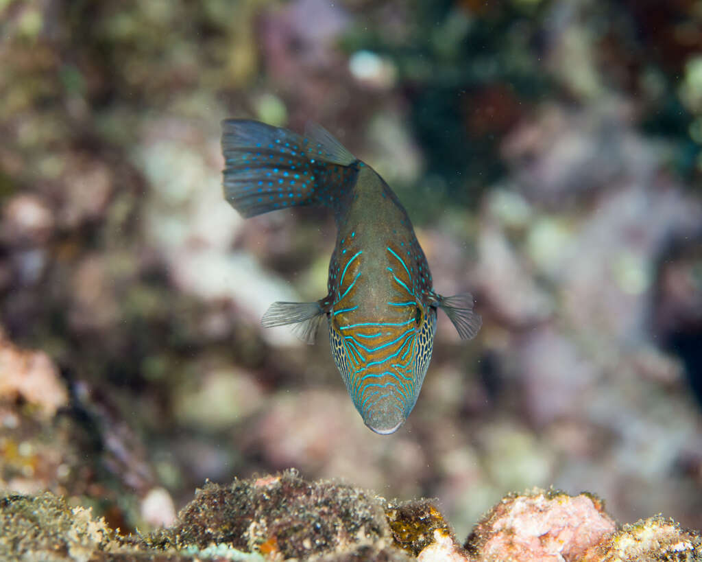 Image of Ambon Pufferfish