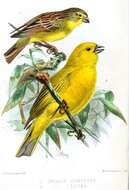 Image of Puna Yellow Finch