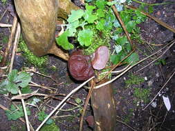 Image of ear fungus