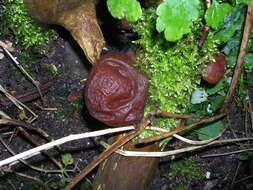 Image of ear fungus