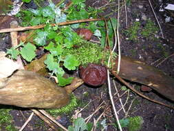 Image of ear fungus