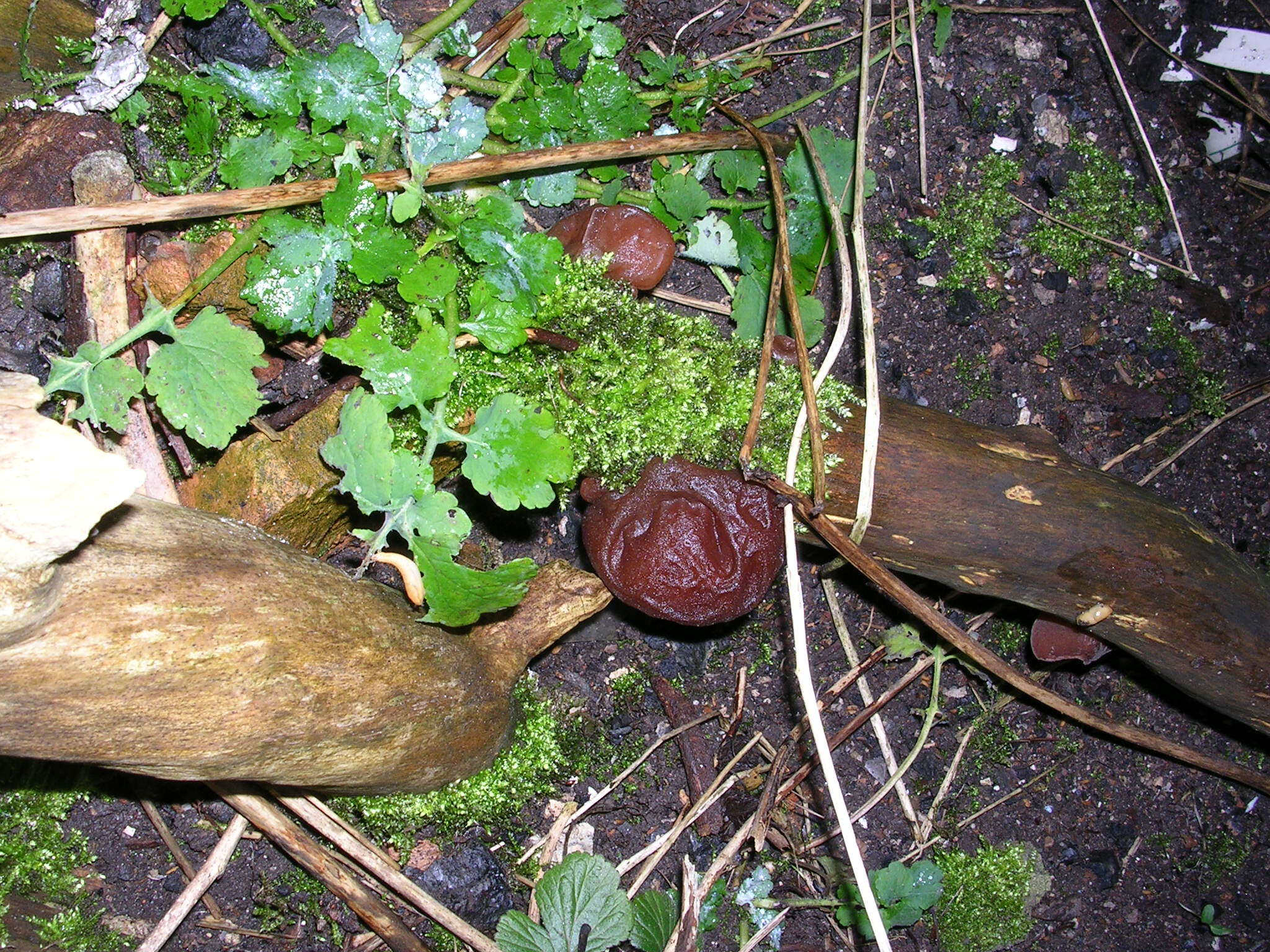 Image of ear fungus