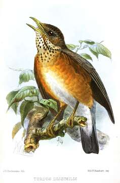 Image of thrushes