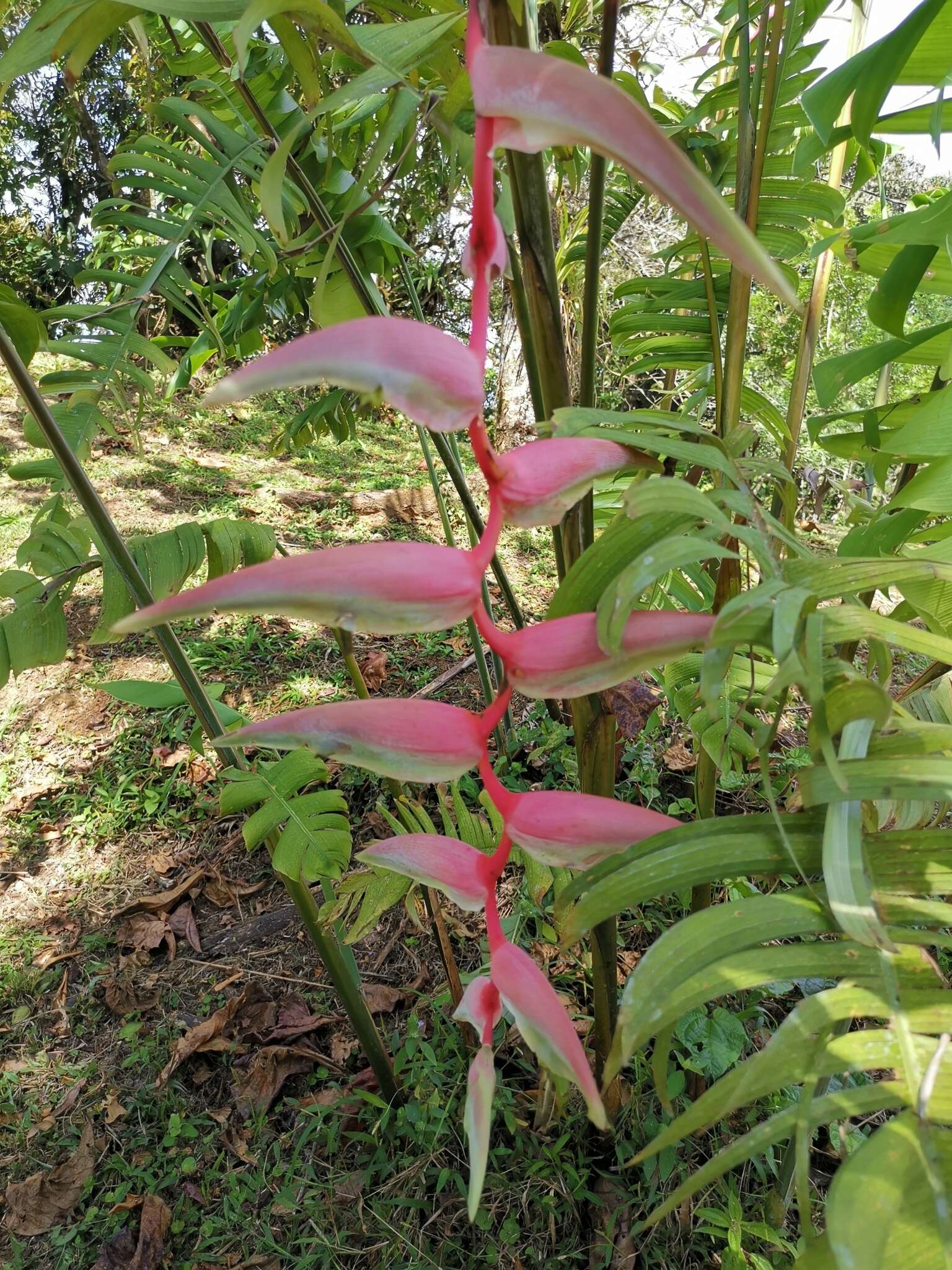 Image of Heliconia chartacea Lane ex Barreiros