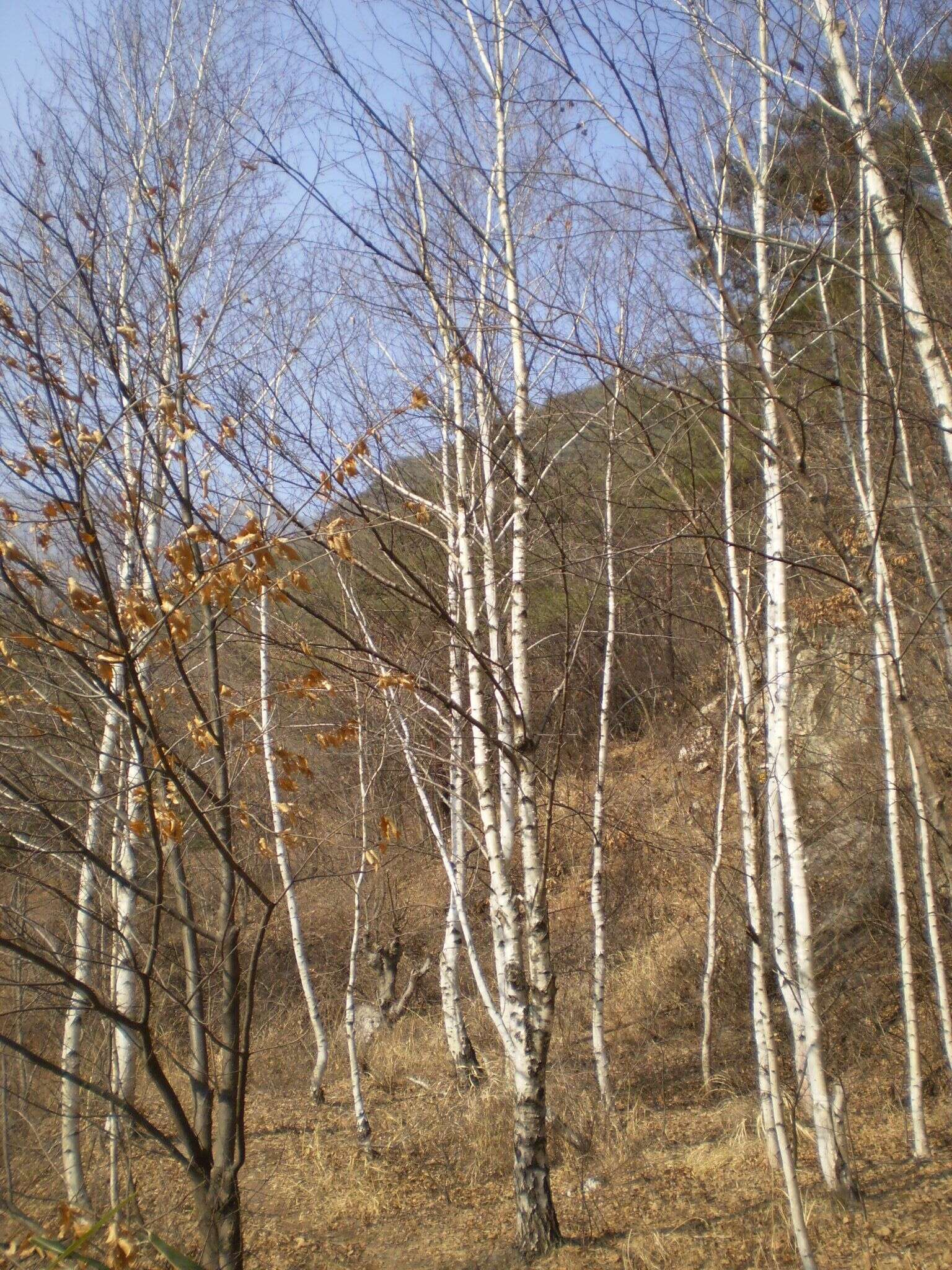 Image of Erman's Birch