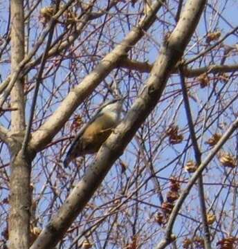 Image of Eurasian Nuthatch