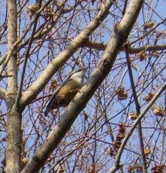 Image of Eurasian Nuthatch