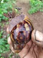 Image de Archachatina marginata (Swainson 1821)