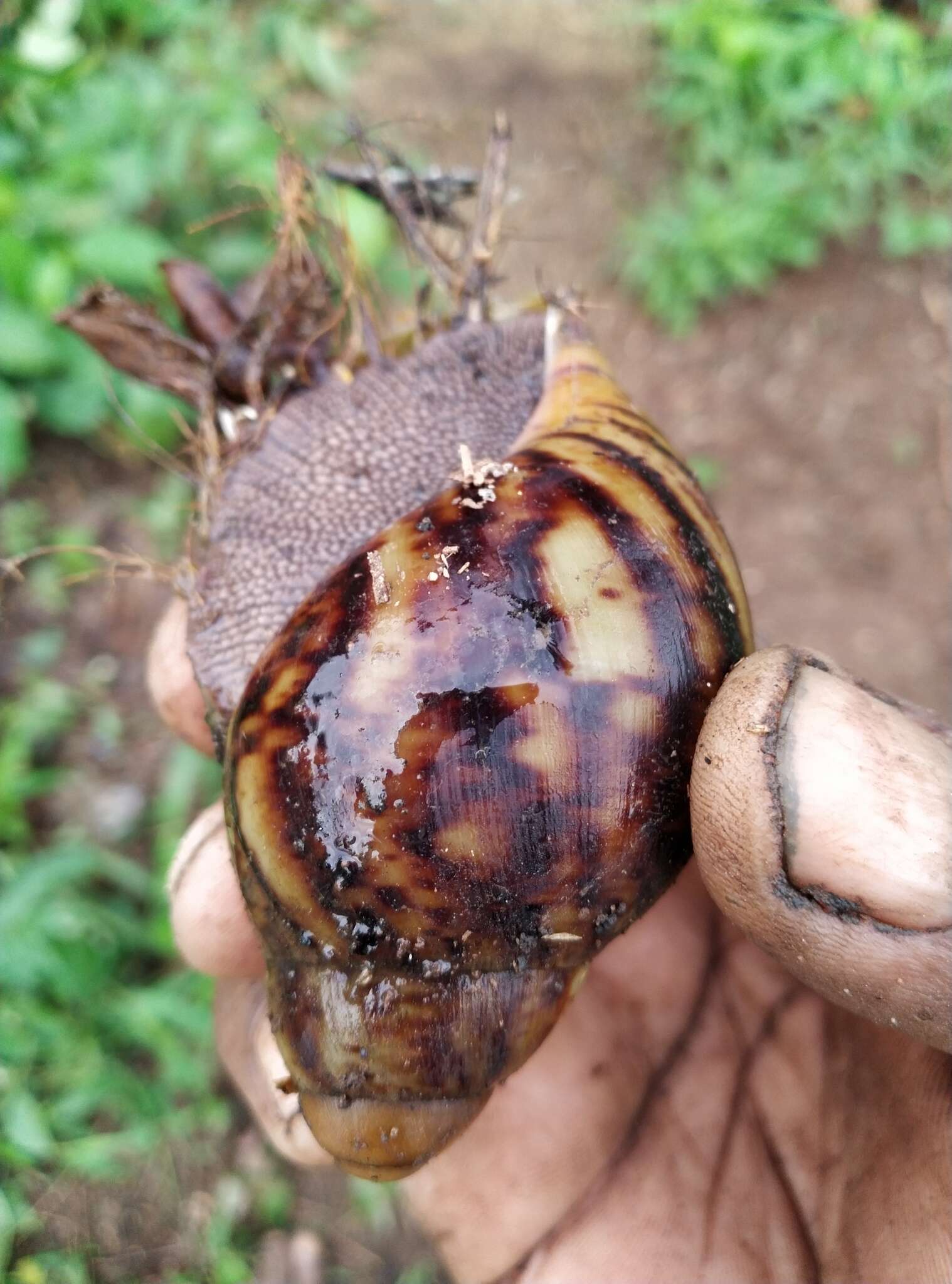 Image de Archachatina marginata (Swainson 1821)