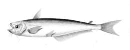 Image of African Butter Catfish