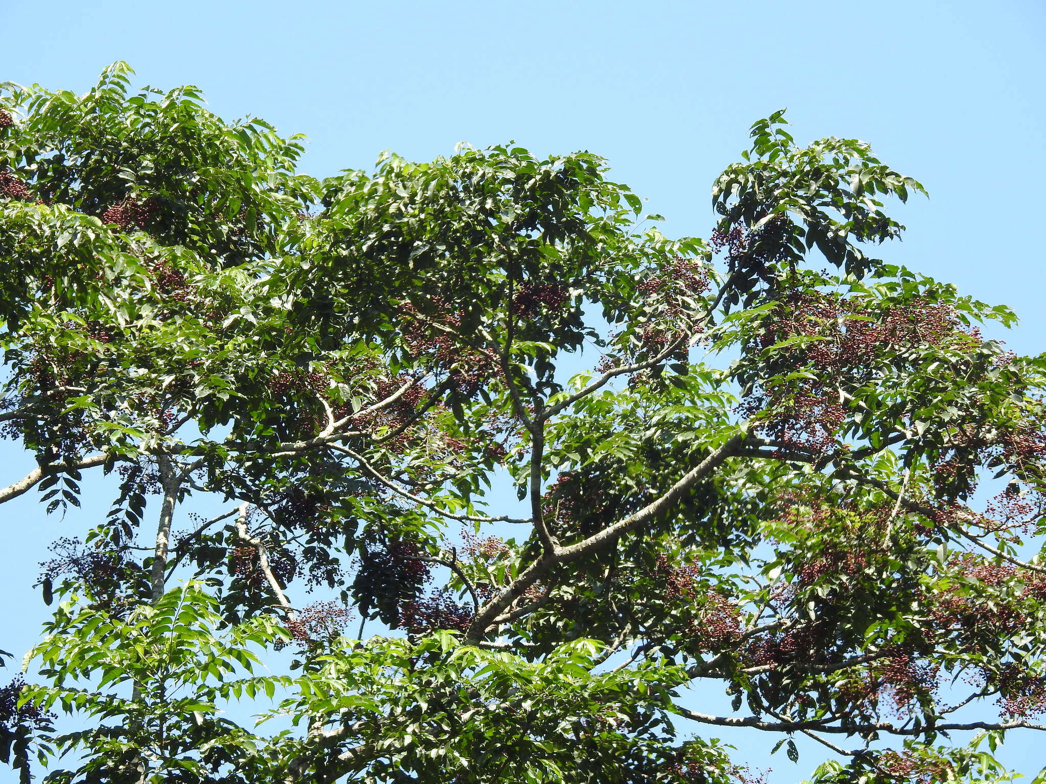 Image of Zanthoxylum rhetsa (Roxb.) DC.