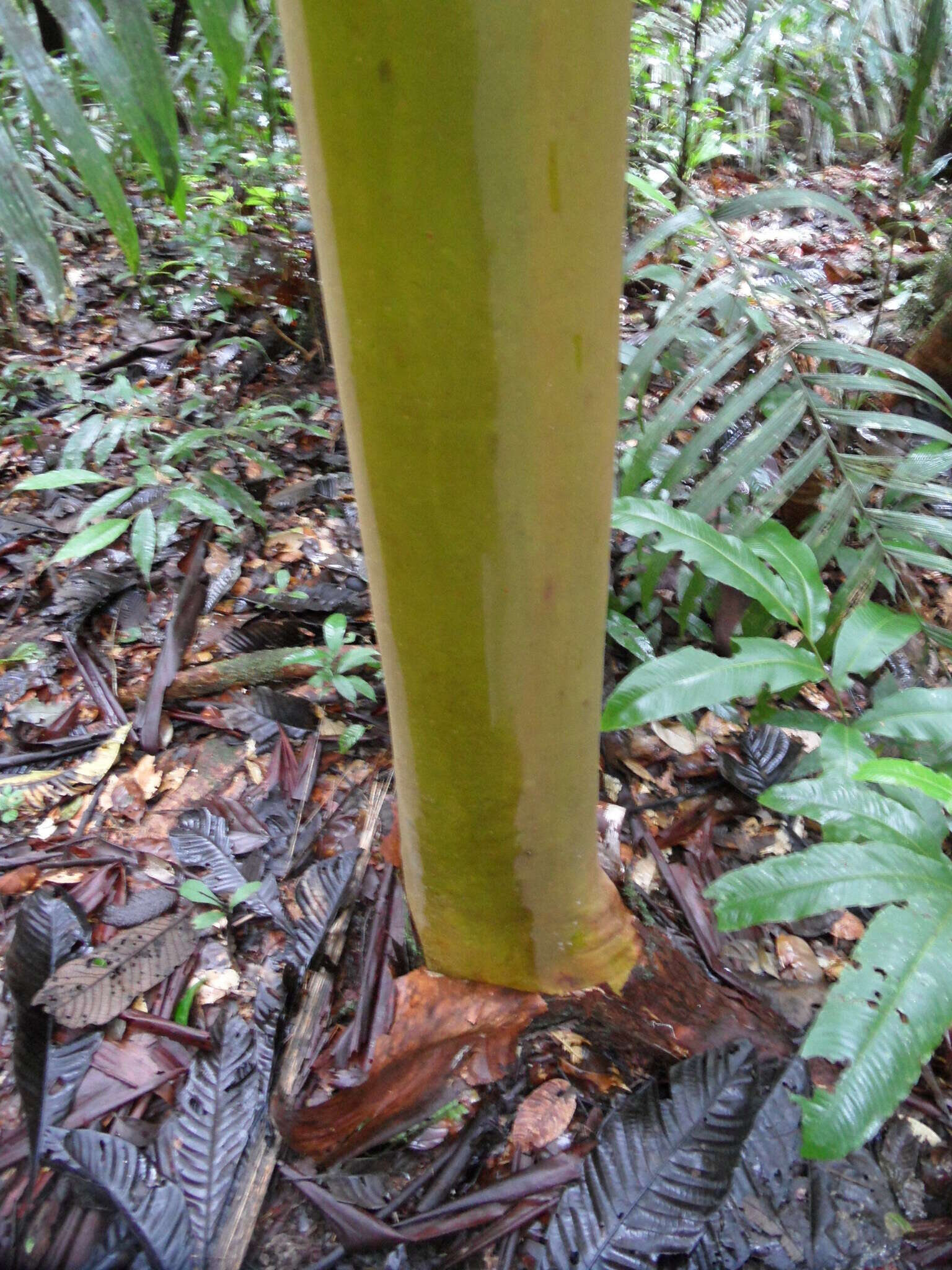 Image of Calycophyllum spruceanum (Benth.) Hook. fil. ex K. Schum.