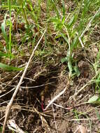 Image of sweet spurge