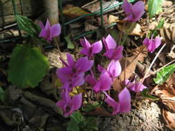 Слика од Cyclamen hederifolium Aiton