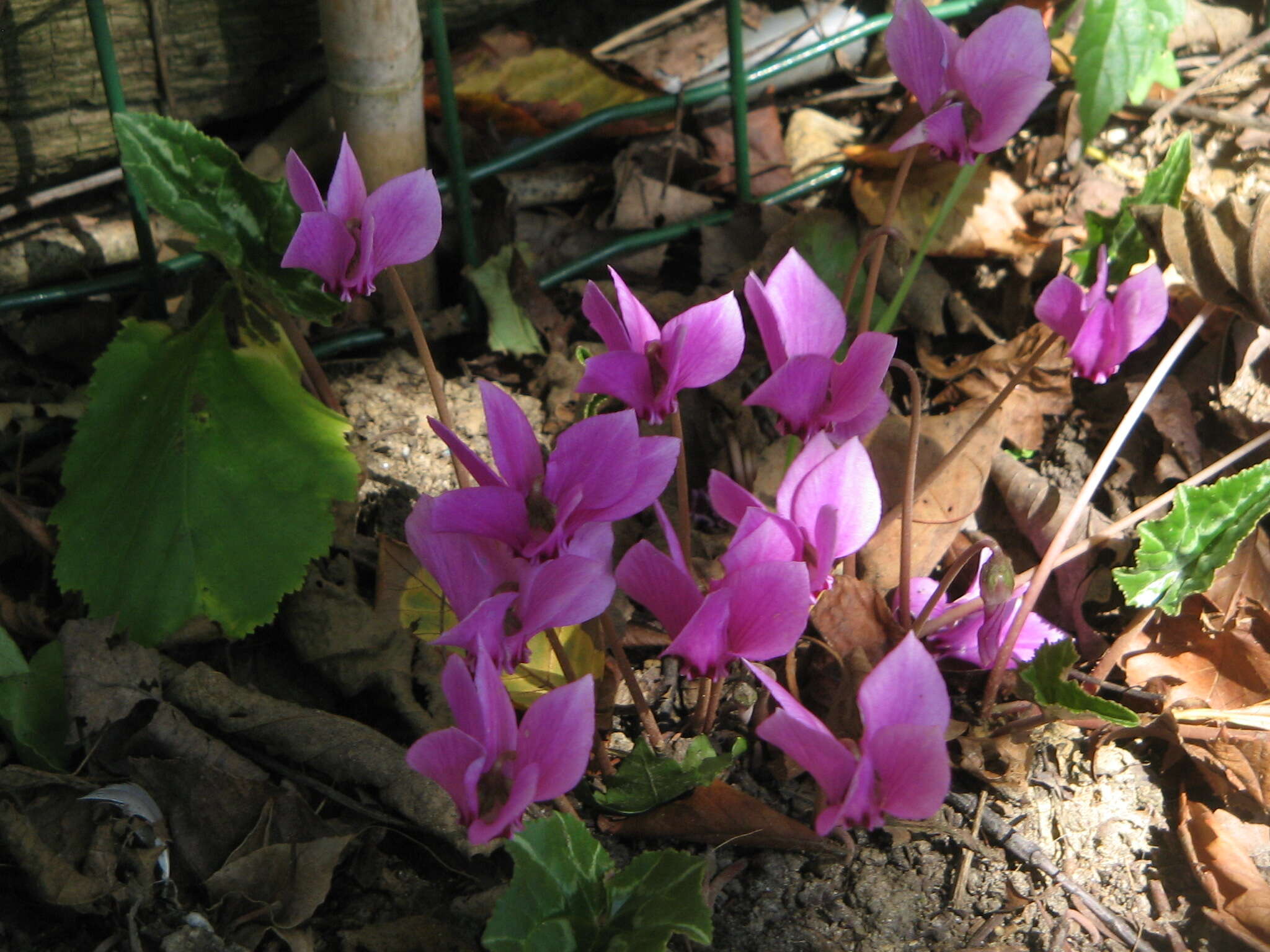 Слика од Cyclamen hederifolium Aiton