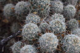 Image of Mammillaria capensis (H. E. Gates) R. T. Craig