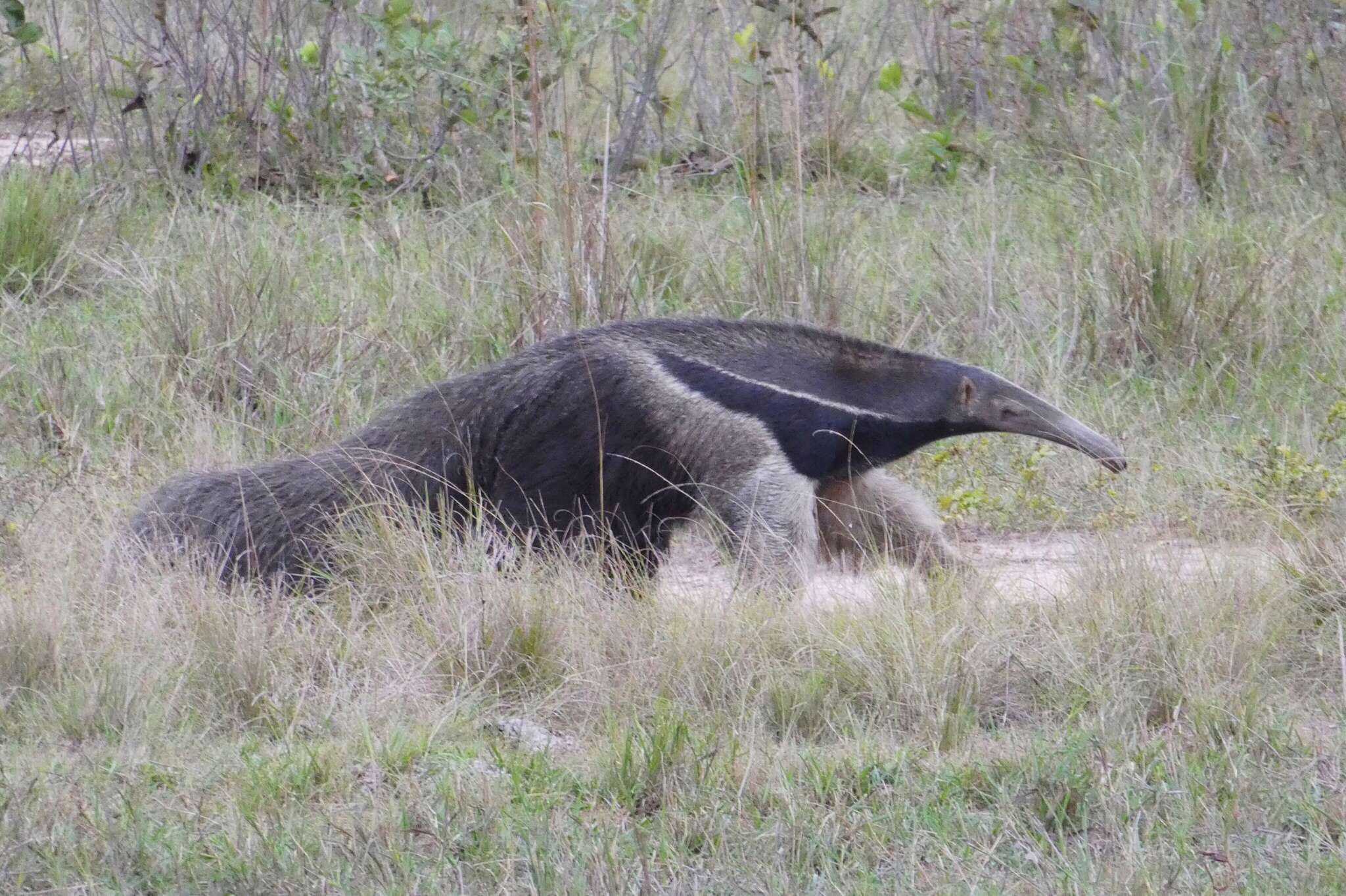 Image of Giant anteaters