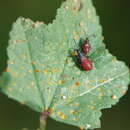 Image of Oxycarenus (Oxycarenus) lavaterae Fabricius & J. C. 1787