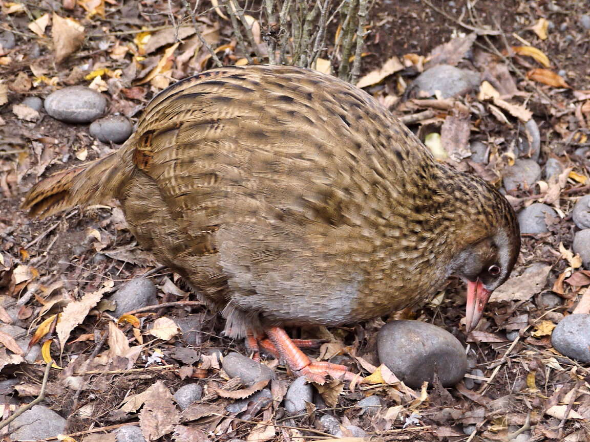 Image of Weka