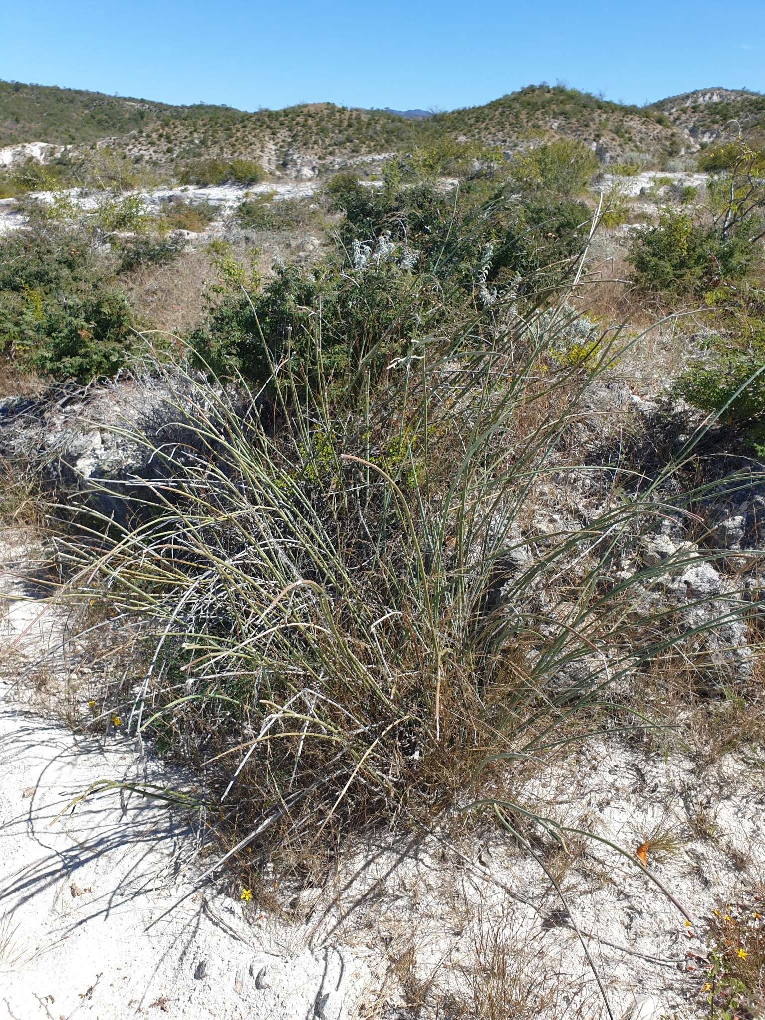 Image of Euphorbia lomelii V. W. Steinm.