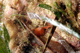 Image of Mediterranean nut crab