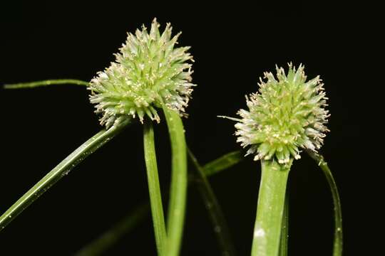 Image of Cyperus hortensis (Salzm. ex Steud.) Dorr