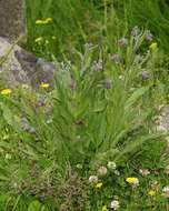 Plancia ëd Cynoglossum officinale L.