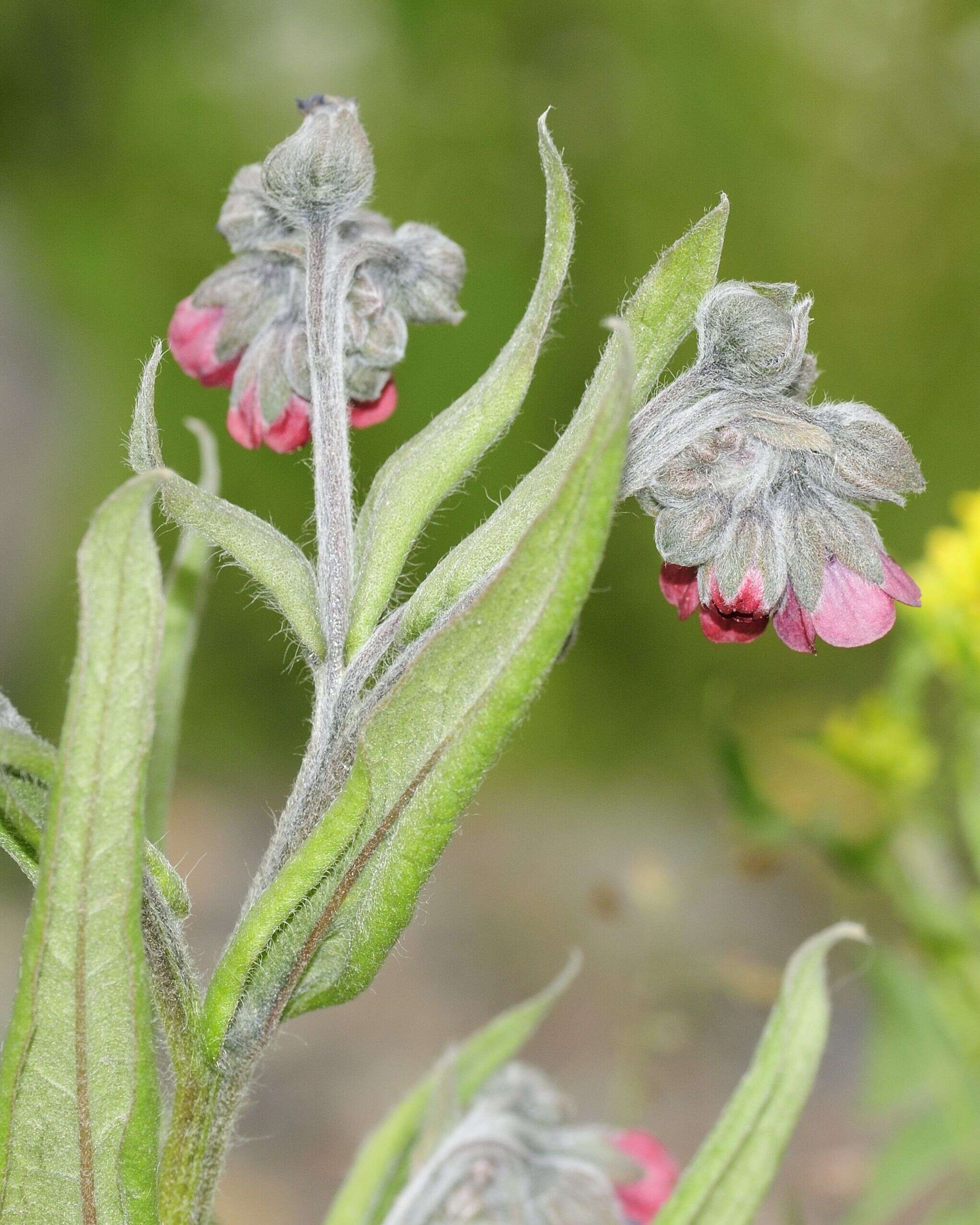 Plancia ëd Cynoglossum officinale L.