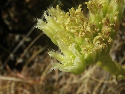 Imagem de Sempervivum globiferum subsp. allionii (Jord. & Fourr) H.