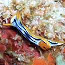 Sivun Chromodoris strigata Rudman 1982 kuva