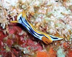 Image of Chromodoris strigata Rudman 1982