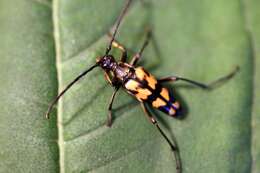 Image of Leptura quadrifasciata Linné 1758