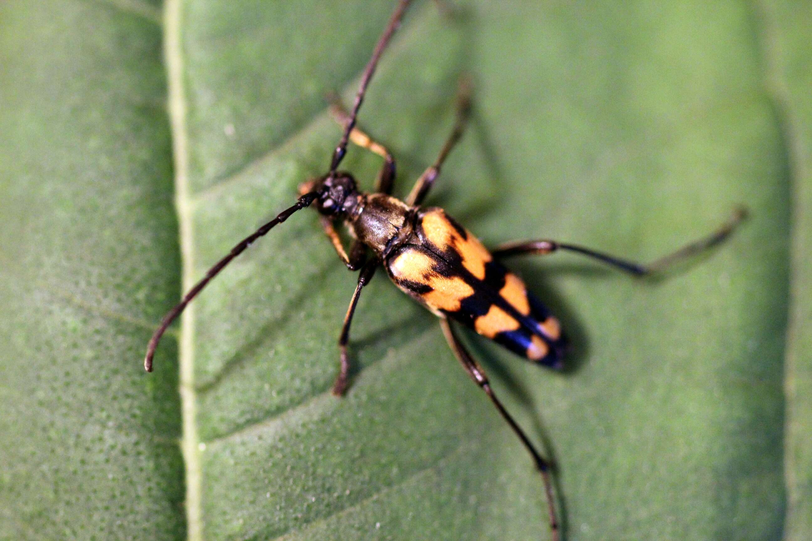 Image of Leptura quadrifasciata Linné 1758