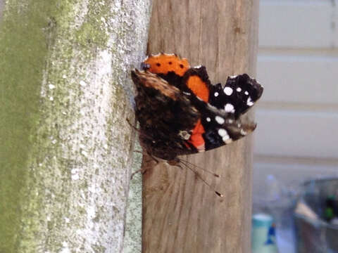 Image of Red Admiral