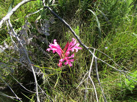 Image of Tritoniopsis ramosa (Klatt) G. J. Lewis