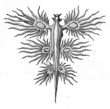 Image of Glaucus Forster 1777