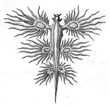 Sivun Glaucus Forster 1777 kuva