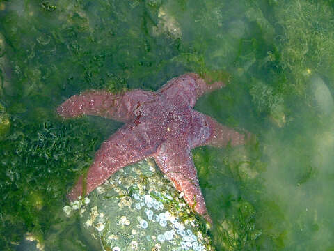 Image of ochre sea star