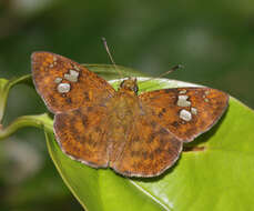 Image of <i>Pseudocoladenia dan fabia</i>