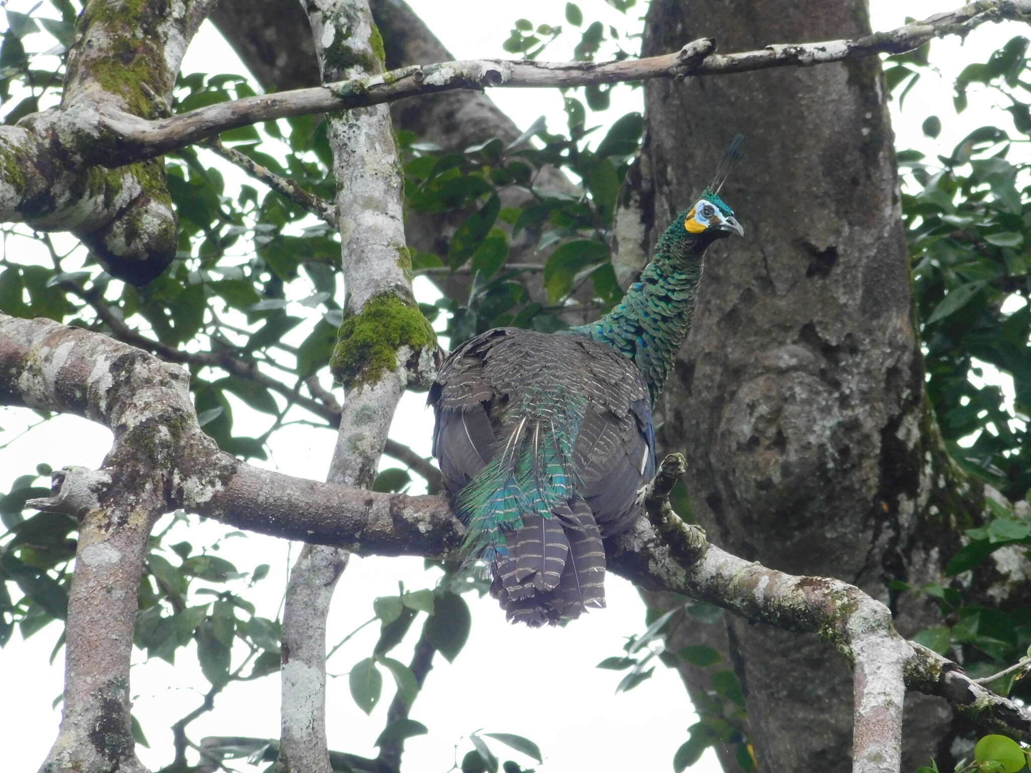 Imagem de Pavo muticus Linnaeus 1766