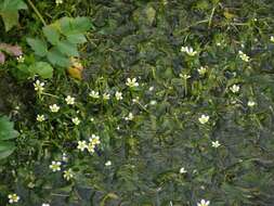 Слика од Ranunculus trichophyllus Chaix