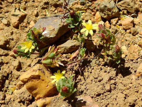 Image of Chaetanthera euphrasioides (DC.) Fr. Meigen