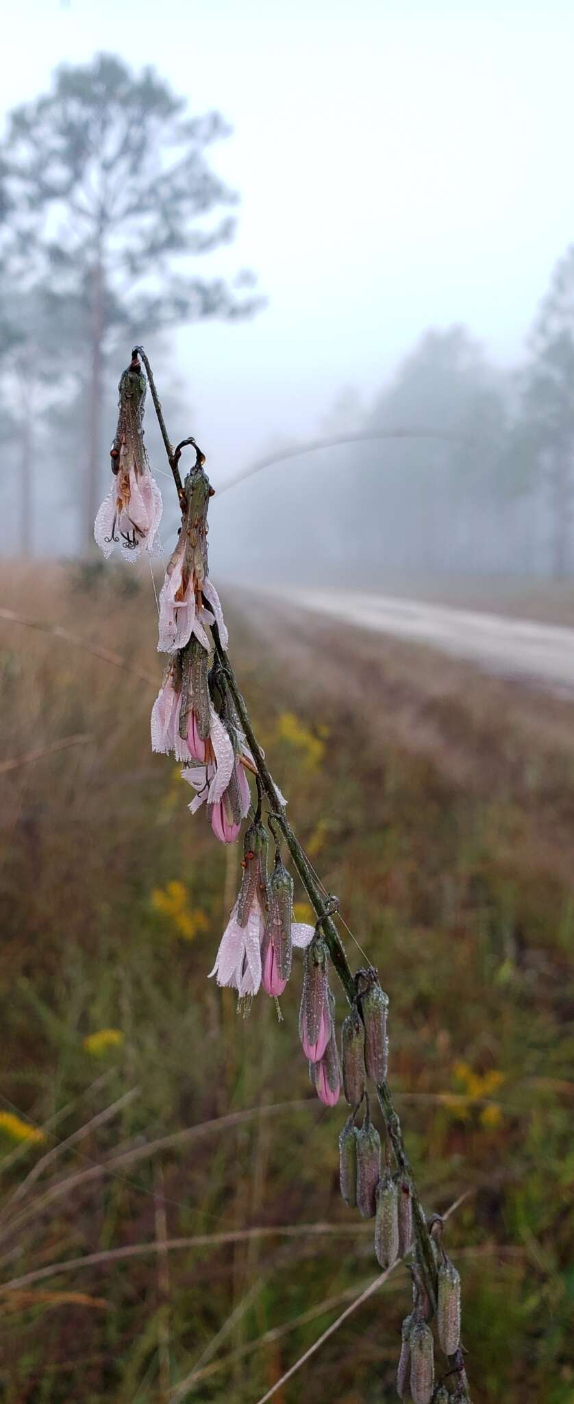 Image de Nabalus autumnalis (Walt.) Weakley