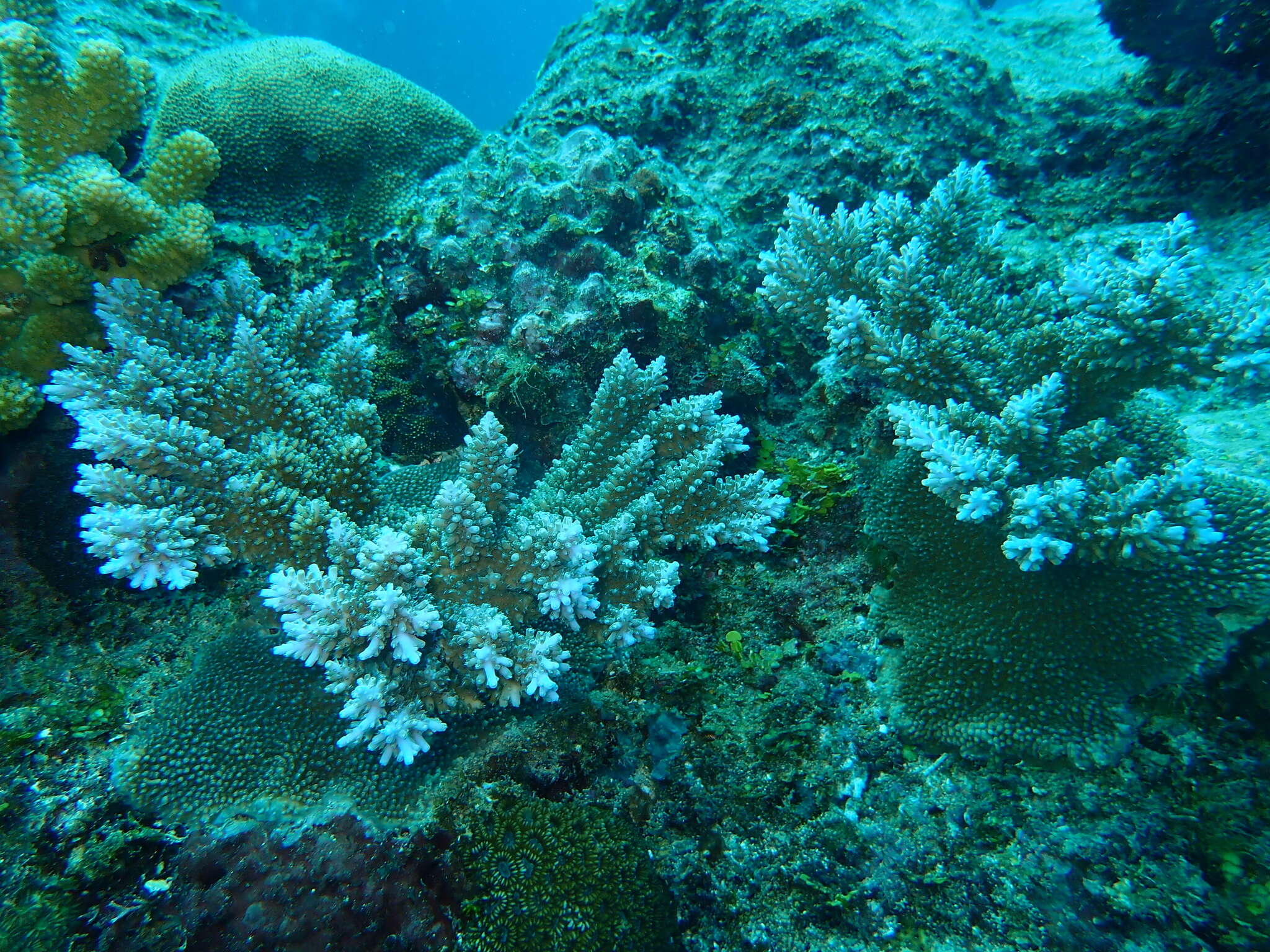 Image of Acropora abrotanoides (Lamarck 1816)