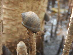Image of banded mangrove ear snail