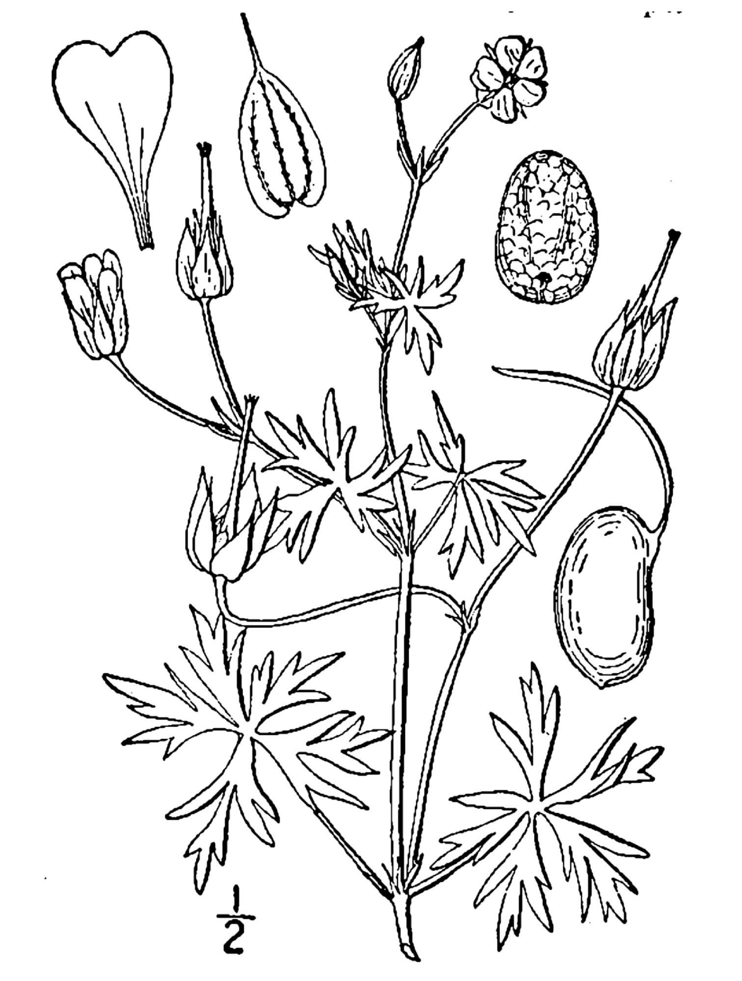 Imagem de Geranium columbinum L.