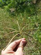 Image of Caribbean fingergrass