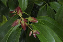 Imagem de Cinnamomum verum J. S. Presl